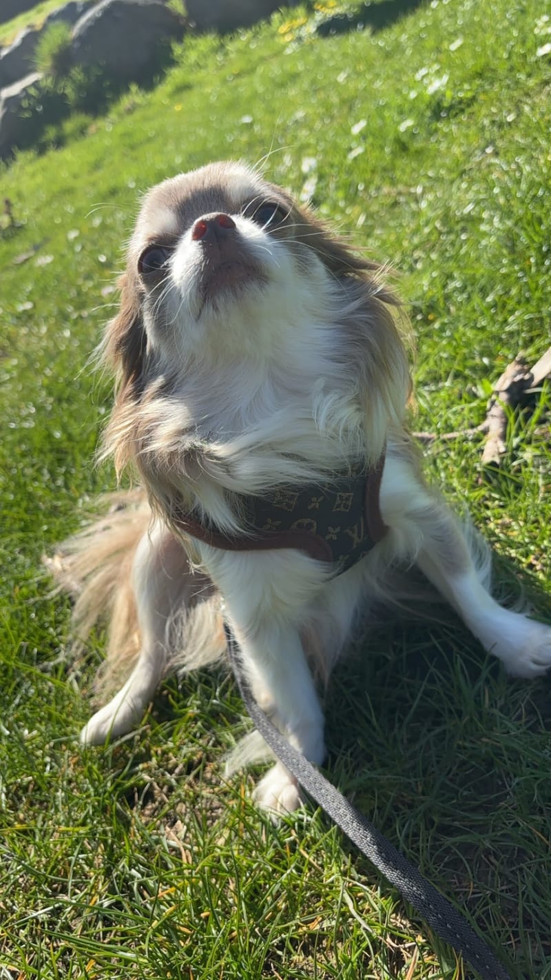 Bella