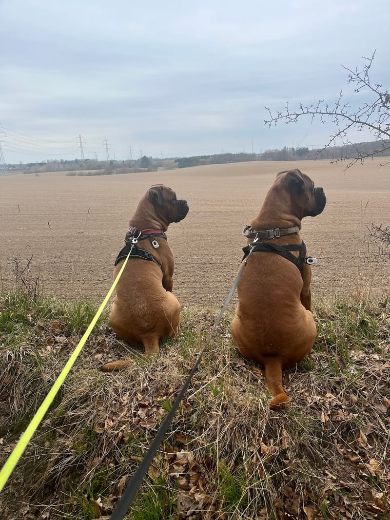 Herman og Holly