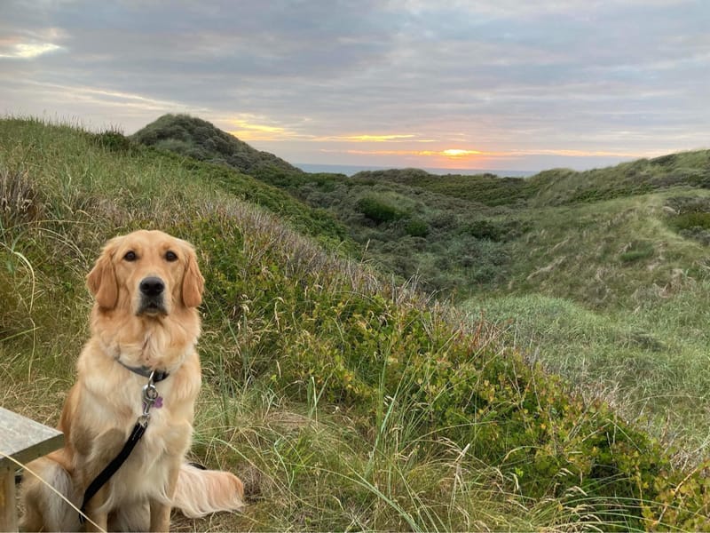 Gaia - Golden Retriever