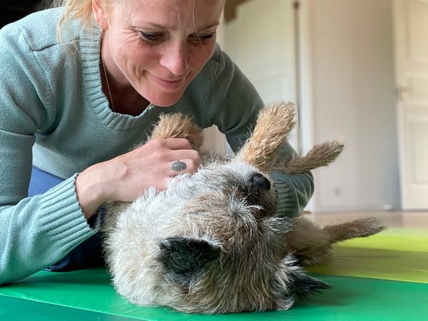 Glad hund der får KST-behandling