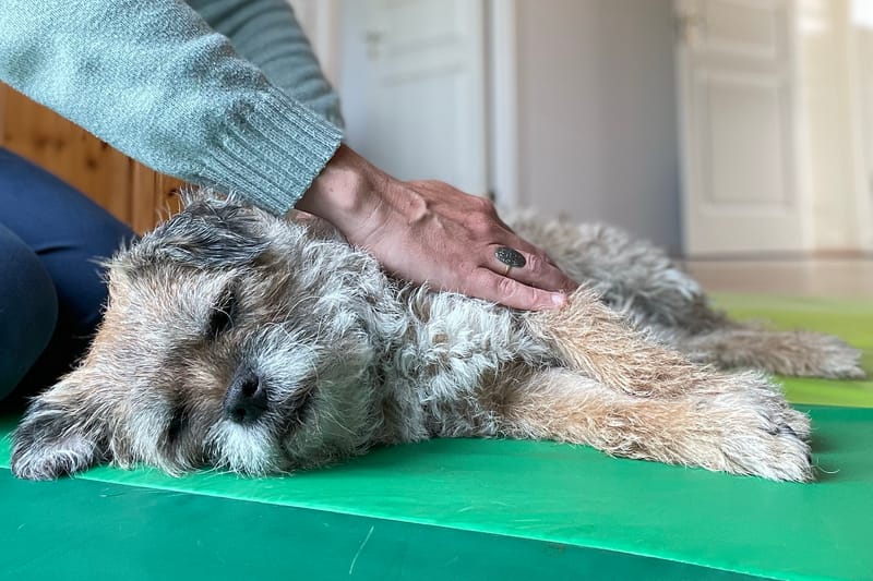 Karla - Border Terrier