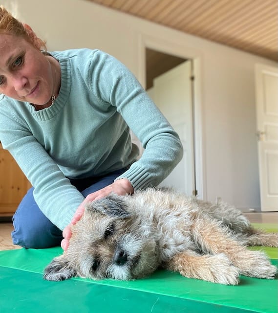 Hund får nænsom berøring under kraniosakral terapi
